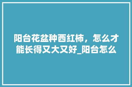 阳台花盆种西红柿，怎么才能长得又大又好_阳台怎么种植大番茄苗视频 阳台花盆种西红柿，怎么才能长得又大又好_阳台怎么种植大番茄苗视频 植物种类