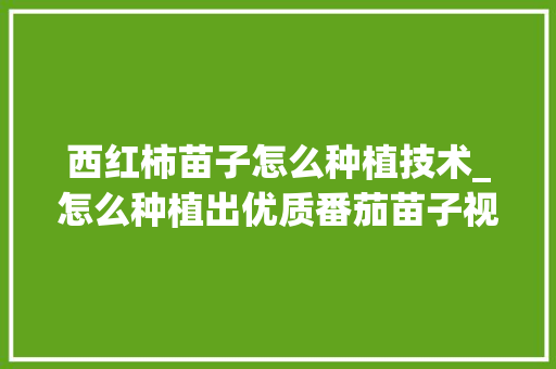 西红柿苗子怎么种植技术_怎么种植出优质番茄苗子视频