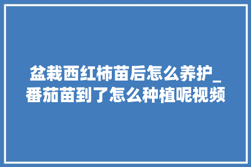 盆栽西红柿苗后怎么养护_番茄苗到了怎么种植呢视频 盆栽西红柿苗后怎么养护_番茄苗到了怎么种植呢视频 番茄种植技巧