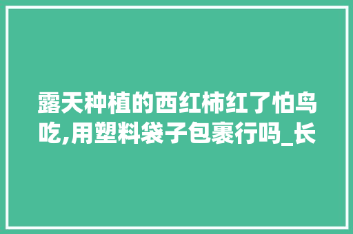 露天种植的西红柿红了怕鸟吃,用塑料袋子包裹行吗_长条番茄种子怎么种植视频