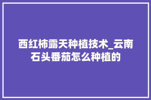 西红柿露天种植技术_云南石头番茄怎么种植的 西红柿露天种植技术_云南石头番茄怎么种植的 番茄种植技巧