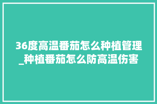 36度高温番茄怎么种植管理_种植番茄怎么防高温伤害