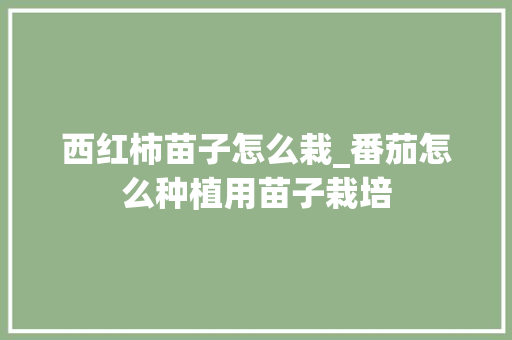 西红柿苗子怎么栽_番茄怎么种植用苗子栽培 西红柿苗子怎么栽_番茄怎么种植用苗子栽培 植物种类