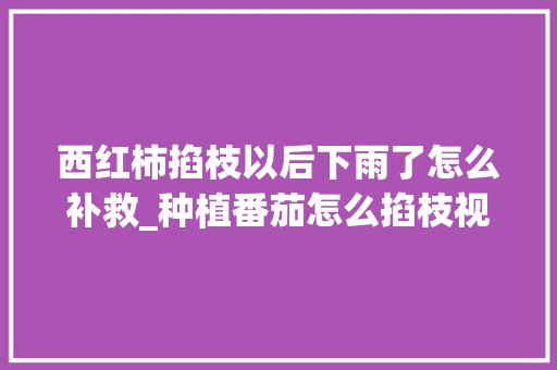 西红柿掐枝以后下雨了怎么补救_种植番茄怎么掐枝视频