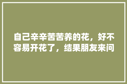 自己辛辛苦苦养的花，好不容易开花了，结果朋友来问要，给不给呢_番茄盆栽怎么种植爆盆视频 自己辛辛苦苦养的花，好不容易开花了，结果朋友来问要，给不给呢_番茄盆栽怎么种植爆盆视频 植物种类