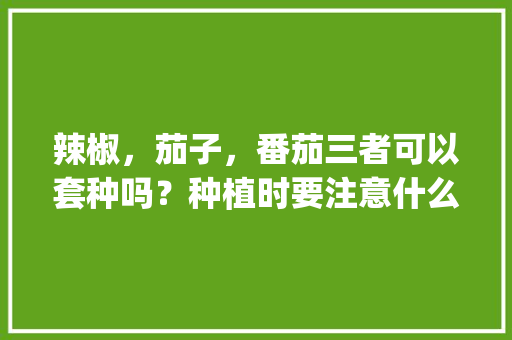 辣椒，茄子，番茄三者可以套种吗？种植时要注意什么问题_番茄怎么种植蔬菜过程视频 辣椒，茄子，番茄三者可以套种吗？种植时要注意什么问题_番茄怎么种植蔬菜过程视频 农业常识