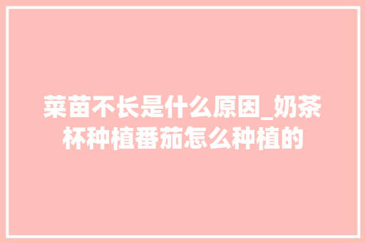 菜苗不长是什么原因_奶茶杯种植番茄怎么种植的