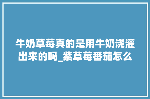 牛奶草莓真的是用牛奶浇灌出来的吗_紫草莓番茄怎么种植视频教程