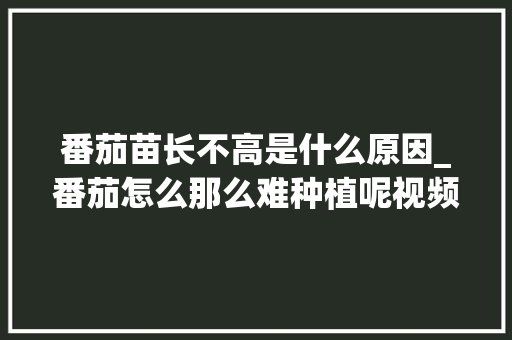番茄苗长不高是什么原因_番茄怎么那么难种植呢视频 番茄苗长不高是什么原因_番茄怎么那么难种植呢视频 种植技巧