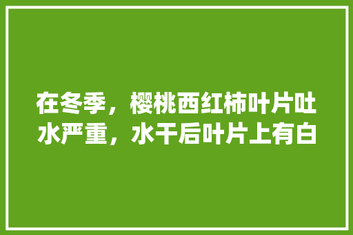 在冬季，樱桃西红柿叶片吐水严重，水干后叶片上有白色的物质，是怎么回事_番茄种植打杈怎么有水珠呢 在冬季，樱桃西红柿叶片吐水严重，水干后叶片上有白色的物质，是怎么回事_番茄种植打杈怎么有水珠呢 番茄种植技巧