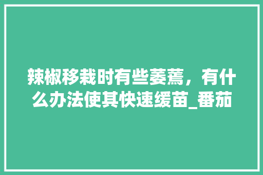辣椒移栽时有些萎蔫，有什么办法使其快速缓苗_番茄苗苗怎么种植方法视频 辣椒移栽时有些萎蔫，有什么办法使其快速缓苗_番茄苗苗怎么种植方法视频 种植技巧