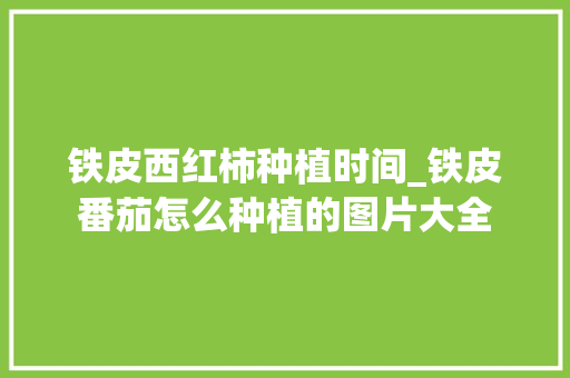 铁皮西红柿种植时间_铁皮番茄怎么种植的图片大全 铁皮西红柿种植时间_铁皮番茄怎么种植的图片大全 番茄种植技巧