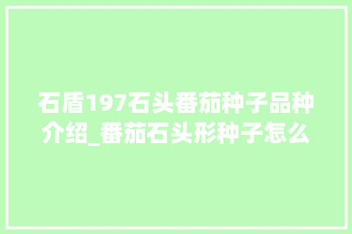 石盾197石头番茄种子品种介绍_番茄石头形种子怎么种植的 石盾197石头番茄种子品种介绍_番茄石头形种子怎么种植的 番茄种植技巧