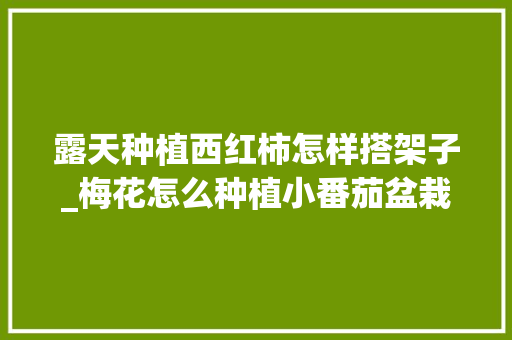 露天种植西红柿怎样搭架子_梅花怎么种植小番茄盆栽视频 露天种植西红柿怎样搭架子_梅花怎么种植小番茄盆栽视频 种植技巧