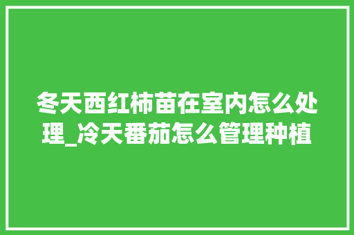 冬天西红柿苗在室内怎么处理_冷天番茄怎么管理种植呢