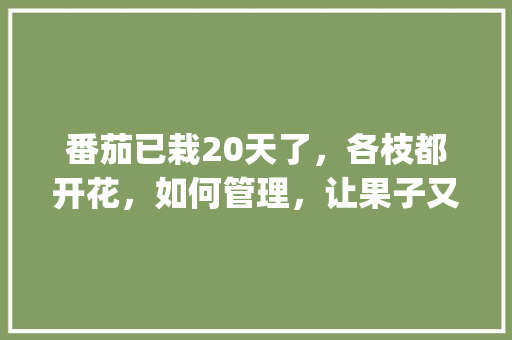 番茄已栽20天了，各枝都开花，如何管理，让果子又大又高产呢_番茄种植怎么多开花呢 番茄已栽20天了，各枝都开花，如何管理，让果子又大又高产呢_番茄种植怎么多开花呢 植物种类