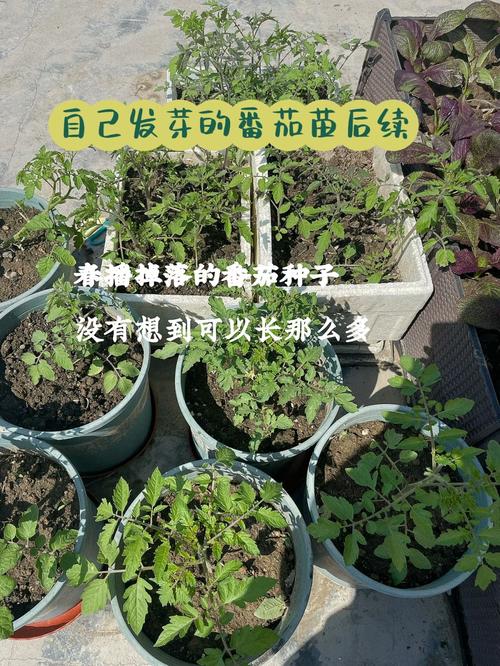 番茄出芽后如何种植「番茄发芽之后怎么种植视频」 番茄出芽后如何种植「番茄发芽之后怎么种植视频」 花朵知识