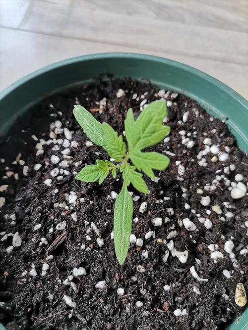 塑料瓶种瀑布小番茄育苗方法「罐装小番茄怎么种植的」 塑料瓶种瀑布小番茄育苗方法「罐装小番茄怎么种植的」 土壤施肥