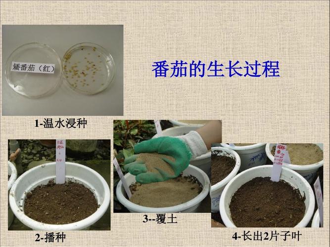 无子番茄是怎样形成的「无子番茄怎么种植视频」 无子番茄是怎样形成的「无子番茄怎么种植视频」 番茄种植技巧