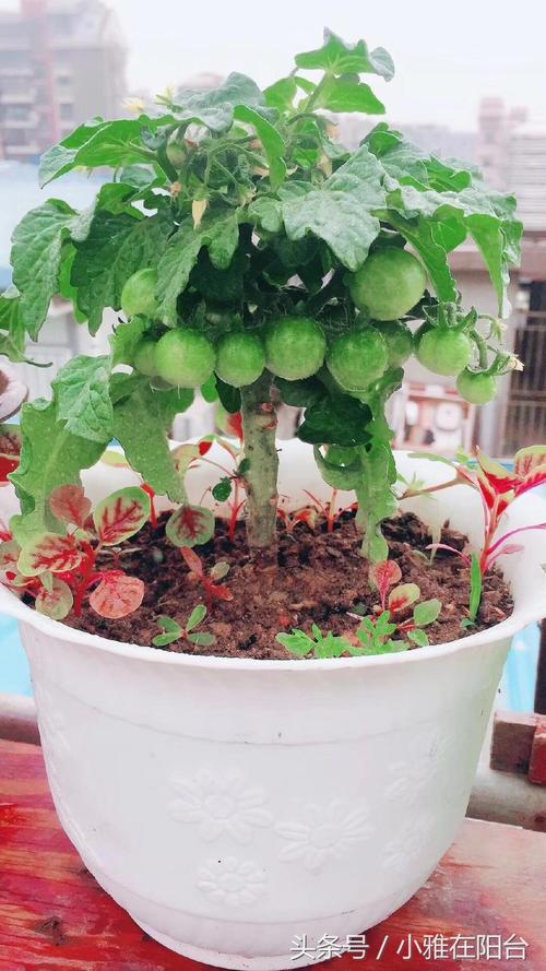 阳台西红柿的种植方法「阳台室内番茄怎么种植的」 阳台西红柿的种植方法「阳台室内番茄怎么种植的」 番茄种植技巧