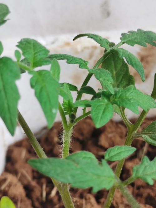 西红柿苗的种植方法「番茄苗到货怎么种植好呢视频」 土壤施肥 西红柿苗的种植方法「番茄苗到货怎么种植好呢视频」 西红柿苗的种植方法「番茄苗到货怎么种植好呢视频」 土壤施肥