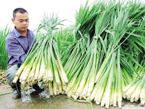 茭白的最佳搭配「怎样种茭白」 番茄病虫害防治 茭白的最佳搭配「怎样种茭白」 茭白的最佳搭配「怎样种茭白」 番茄病虫害防治