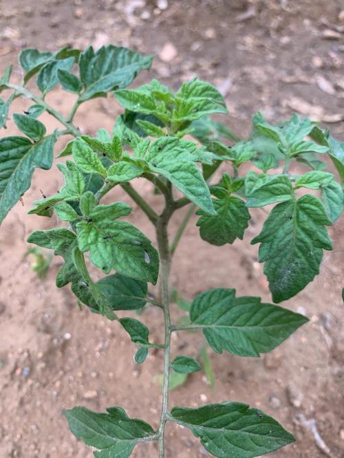 西红柿上小黑飞虫怎么治「阳台小黑番茄怎么种植的」 西红柿上小黑飞虫怎么治「阳台小黑番茄怎么种植的」 番茄种植技巧