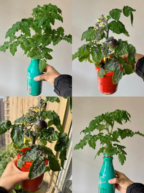 塑料壶怎么储存腌制的西红柿「塑料瓶怎么种植番茄视频」 塑料壶怎么储存腌制的西红柿「塑料瓶怎么种植番茄视频」 土壤施肥
