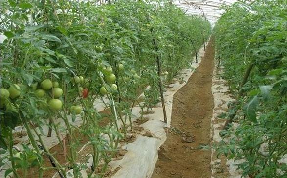 西红柿习性和种植方法「番茄怎么种植地里最好呢视频」 番茄种植技巧 西红柿习性和种植方法「番茄怎么种植地里最好呢视频」 西红柿习性和种植方法「番茄怎么种植地里最好呢视频」 番茄种植技巧