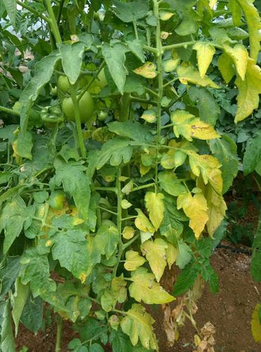 番茄苗黄色怎么回事「种植的番茄怎么是黄色的呢」 番茄苗黄色怎么回事「种植的番茄怎么是黄色的呢」 农业常识