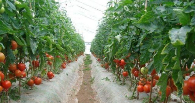 在农村，露天栽培西红柿的高产种植技术有哪些「田地怎么种植番茄种子」 在农村，露天栽培西红柿的高产种植技术有哪些「田地怎么种植番茄种子」 农业常识