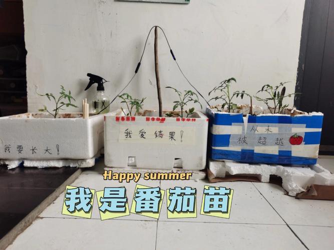 怎样栽西红柿秧苗「小番茄秧苗怎么种植视频」 怎样栽西红柿秧苗「小番茄秧苗怎么种植视频」 番茄病虫害防治
