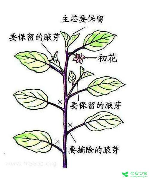 西红柿怎样修枝「种植番茄怎么修剪果实」 西红柿怎样修枝「种植番茄怎么修剪果实」 番茄种植技巧