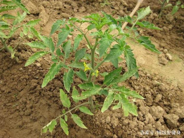 番茄生长需要什么样的土壤及矿物质条件「种植番茄的土怎么选最好」 番茄生长需要什么样的土壤及矿物质条件「种植番茄的土怎么选最好」 番茄病虫害防治