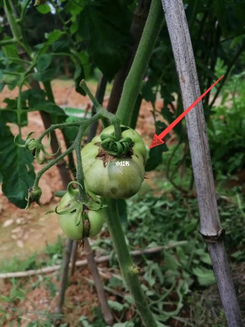 西红柿烂果怎么办「种植番茄烂掉怎么办视频」 西红柿烂果怎么办「种植番茄烂掉怎么办视频」 花朵知识