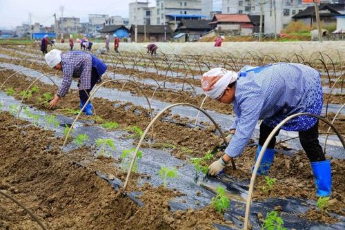 9月下旬移栽西红柿是否先铺地膜「大棚番茄种植怎么铺地膜视频」 9月下旬移栽西红柿是否先铺地膜「大棚番茄种植怎么铺地膜视频」 土壤施肥