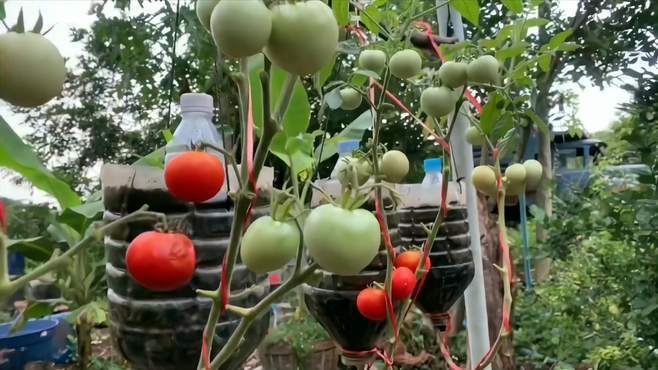 奶粉罐可以种什么菜好「种植罐子番茄怎么种植的」 奶粉罐可以种什么菜好「种植罐子番茄怎么种植的」 植物种类