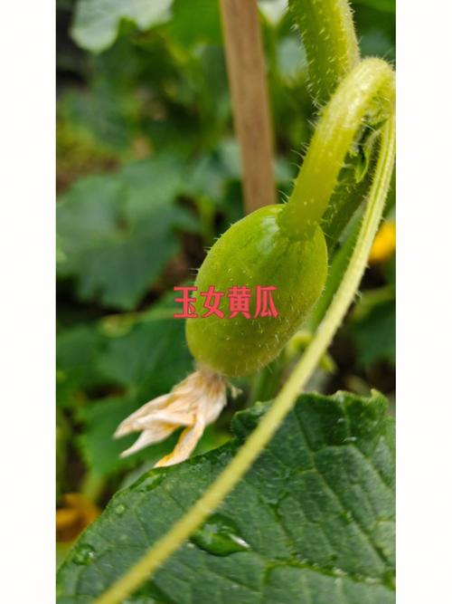 茄子黄瓜西红市能一起种吗「番茄茄子黄瓜怎么种植视频」 茄子黄瓜西红市能一起种吗「番茄茄子黄瓜怎么种植视频」 花朵知识