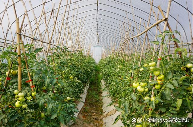 西红柿可以和什么一起种植「番茄套种菜椒怎么种植视频」 西红柿可以和什么一起种植「番茄套种菜椒怎么种植视频」 番茄病虫害防治