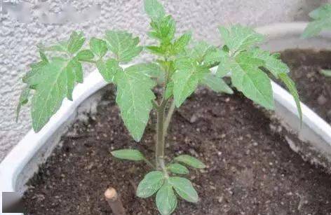 花盆种小番茄全过程「番茄放花盆怎么种植视频」 花盆种小番茄全过程「番茄放花盆怎么种植视频」 农业常识