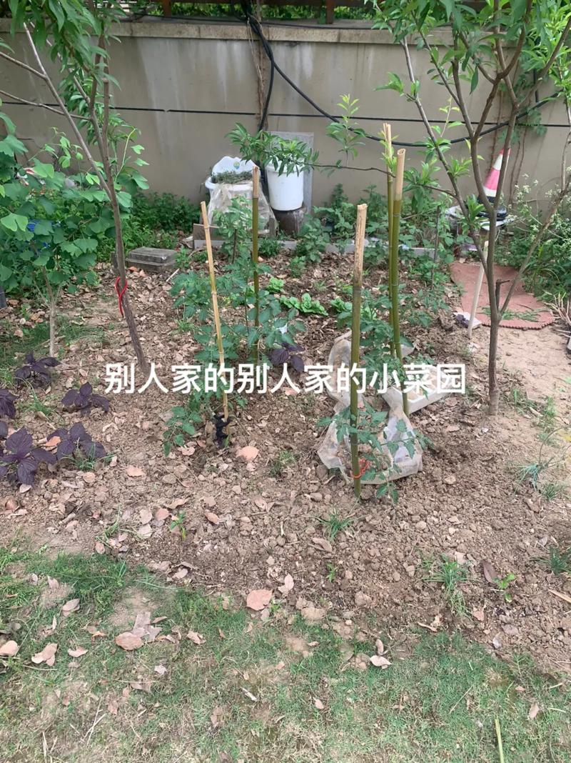 西红柿怎样搭架「番茄怎么种植搭架视频」 西红柿怎样搭架「番茄怎么种植搭架视频」 番茄种植技巧