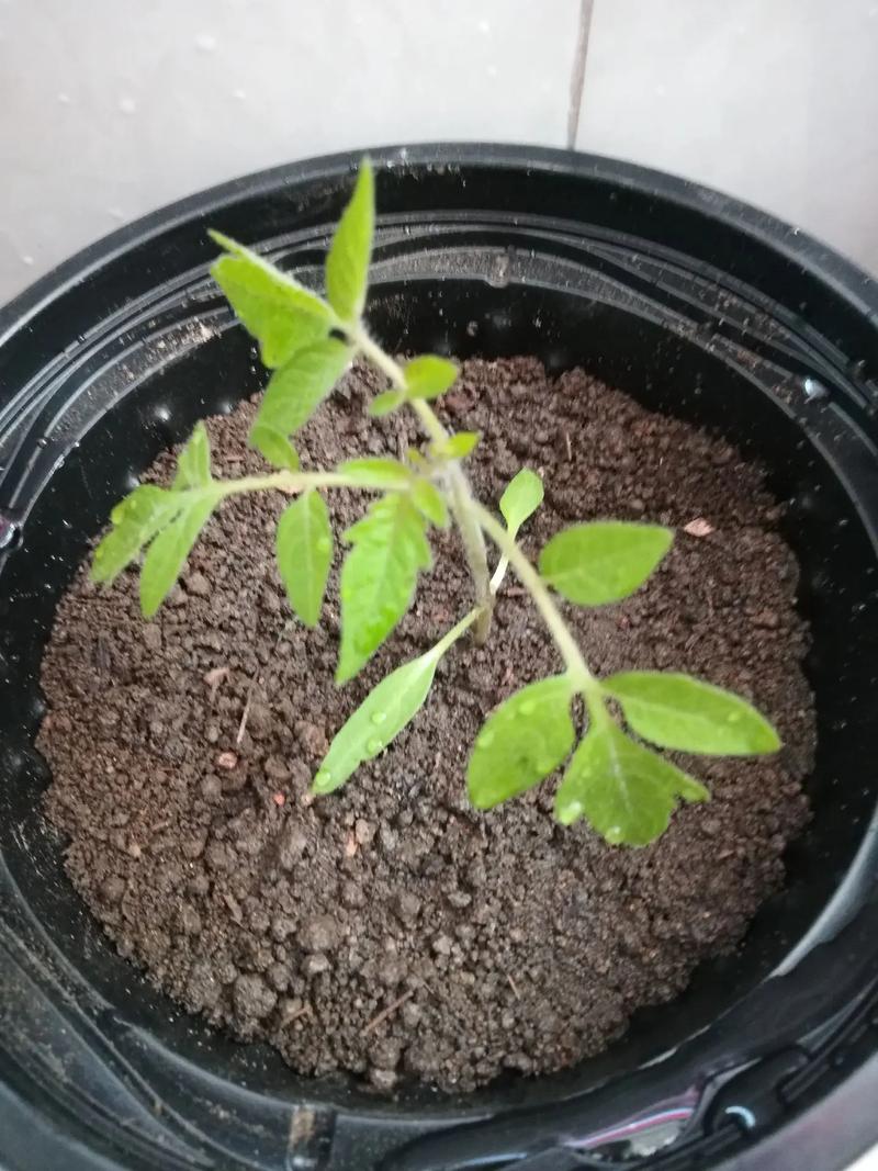 小番茄的种植方法「小番茄怎么种植出来的」 小番茄的种植方法「小番茄怎么种植出来的」 番茄种植技巧