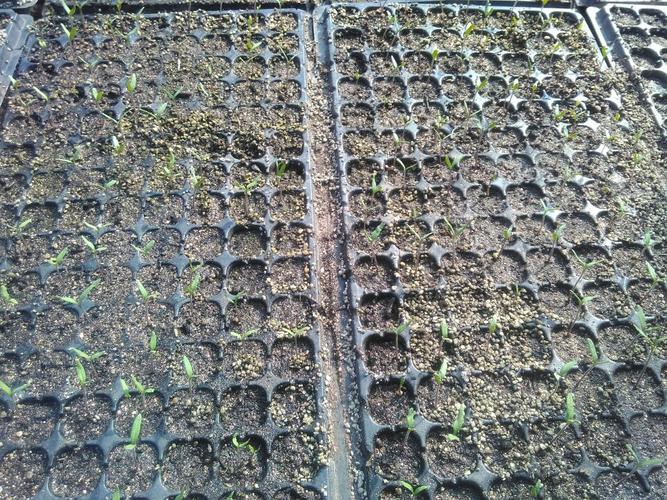 番茄育苗的最佳方法「番茄地里育苗怎么种植视频」 番茄育苗的最佳方法「番茄地里育苗怎么种植视频」 番茄种植技巧