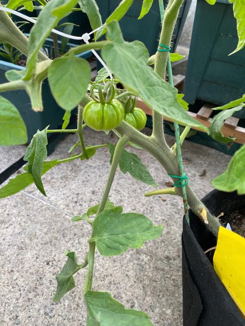马蹄番茄的种植时间和方法「马蹄怎么种植番茄苗子视频」 马蹄番茄的种植时间和方法「马蹄怎么种植番茄苗子视频」 番茄种植技巧