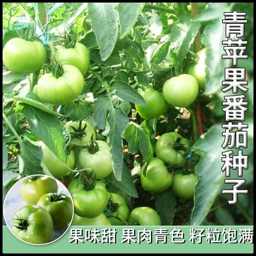 大青扁豆角怎么做好吃「大青番茄种子怎么种植视频」 大青扁豆角怎么做好吃「大青番茄种子怎么种植视频」 土壤施肥