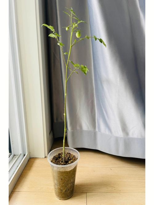 西红柿容易种活吗「纸杯种植番茄怎么种的视频」 西红柿容易种活吗「纸杯种植番茄怎么种的视频」 番茄病虫害防治