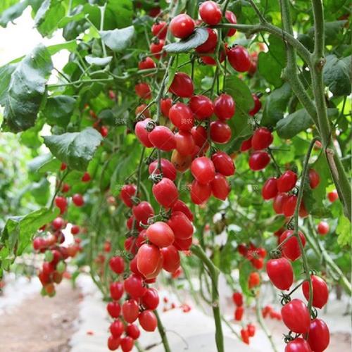 樱桃小番茄怎么种「樱桃番茄怎么种植技术视频」 樱桃小番茄怎么种「樱桃番茄怎么种植技术视频」 农业常识