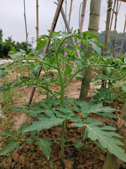 西红柿苗子怎么栽「种植番茄苗子怎么养护」 西红柿苗子怎么栽「种植番茄苗子怎么养护」 番茄种植技巧