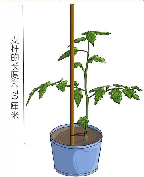 番茄栽种全过程「番茄怎么种植图文介绍文案」 番茄栽种全过程「番茄怎么种植图文介绍文案」 番茄病虫害防治