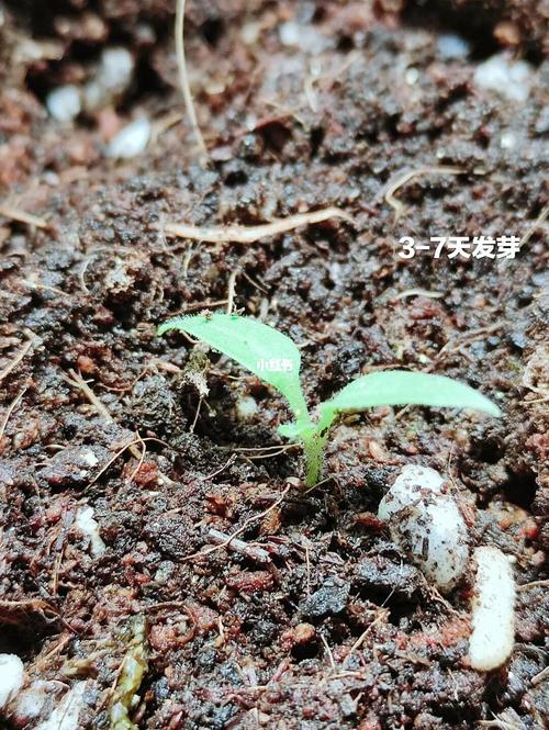小番茄怎么种植从种子开始「买来的番茄怎么种植视频」 小番茄怎么种植从种子开始「买来的番茄怎么种植视频」 花朵知识